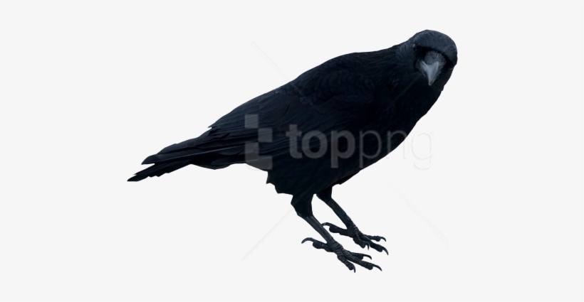 Free Png Download Black Crow Standing Png Images Background, transparent png #9244856