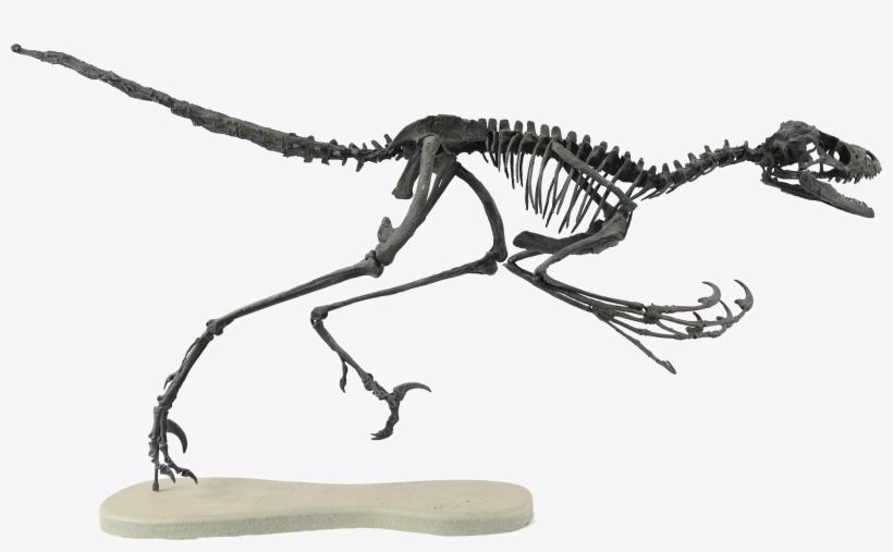 Bambiraptor Front View - Bambiraptor Skeleton, transparent png #9247836