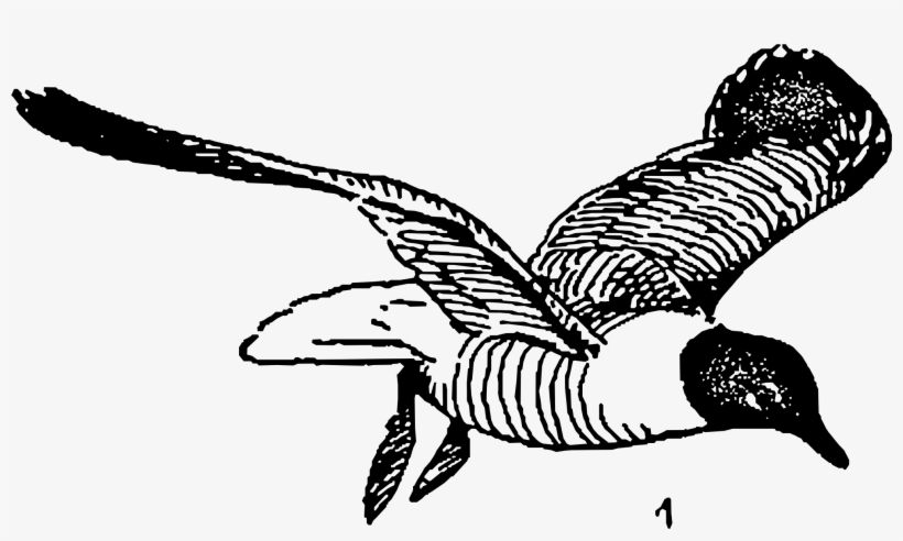 This Free Icons Png Design Of Laughing Gulls, transparent png #9248136