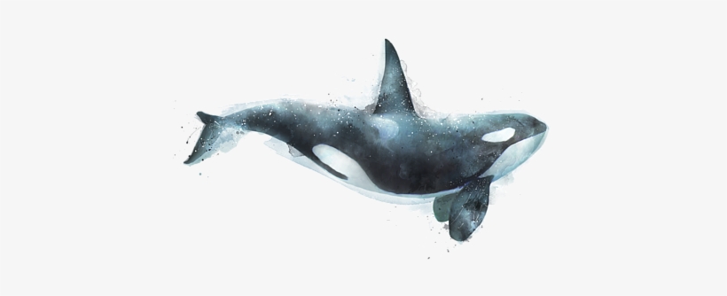 Killer Canvas Art Painting Printmaking Orca Transprent - Transparent Background Orca Whale Png, transparent png #9248641