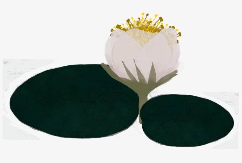 Popular - Water Lily, transparent png #9249361