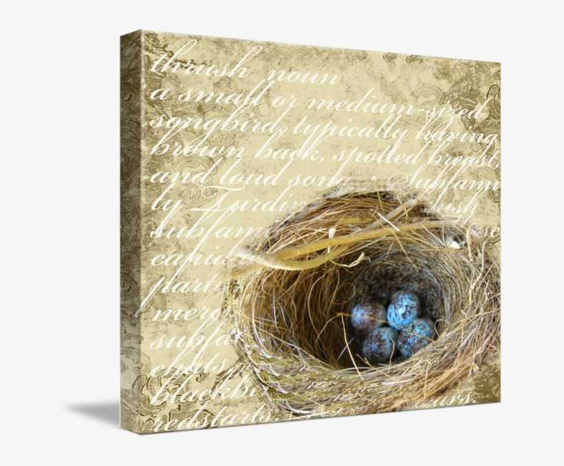Discover Ideas About Bird Nests - Nest, transparent png #9249473