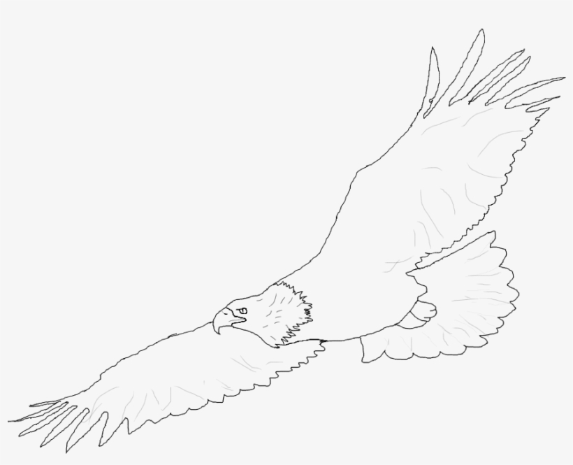 Eagle In Flight Drawing At Getdrawings - Sketch, transparent png #9249476