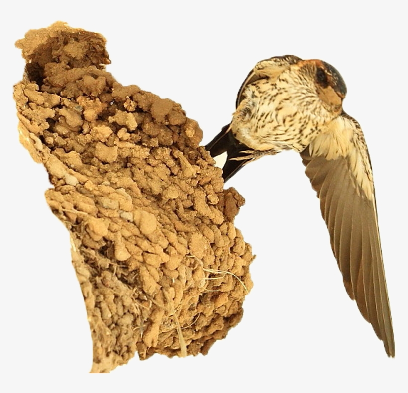 Nest Png No Background - Seabird, transparent png #9249522