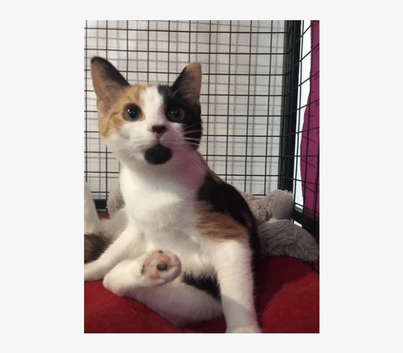 Photo Of Nala - Squitten, transparent png #9250278