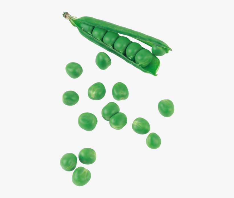 Green Pea - Snow Peas, transparent png #9251039
