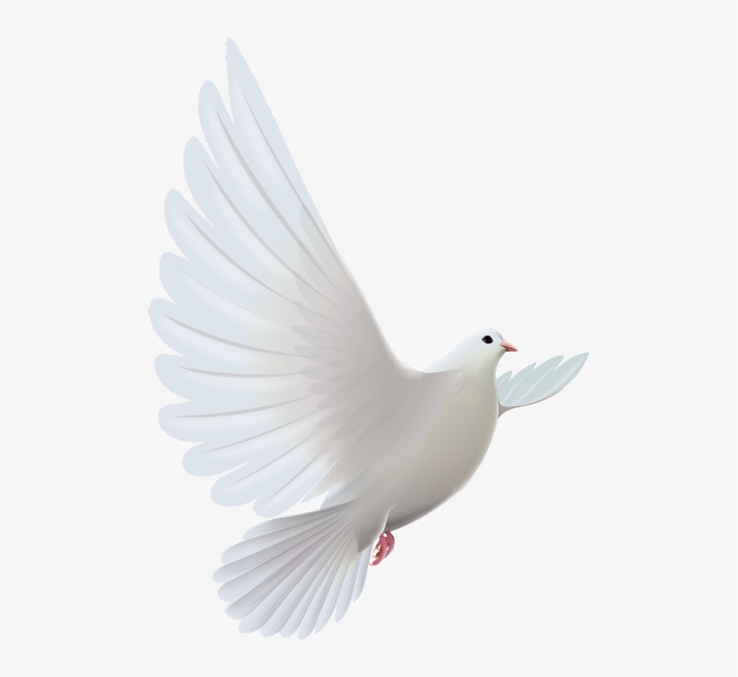 #mq #white #dove #bird #birds - Sorry To Hear About Your Loss Bro, transparent png #9251338