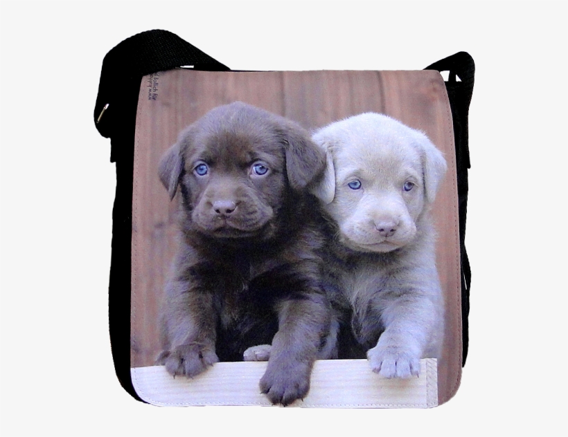 Labrador, Bag Medium - Labrador Grigio Cucciolo, transparent png #9251484