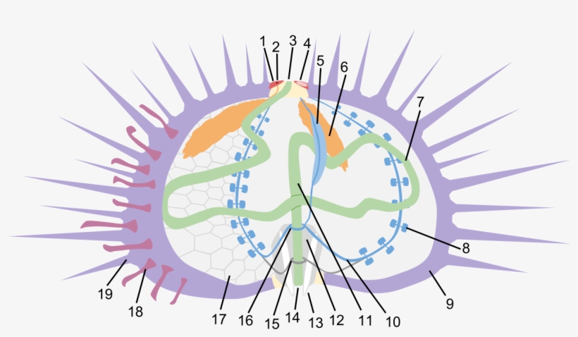 Sea Urchin Anatomy - Anatomy, transparent png #9251804