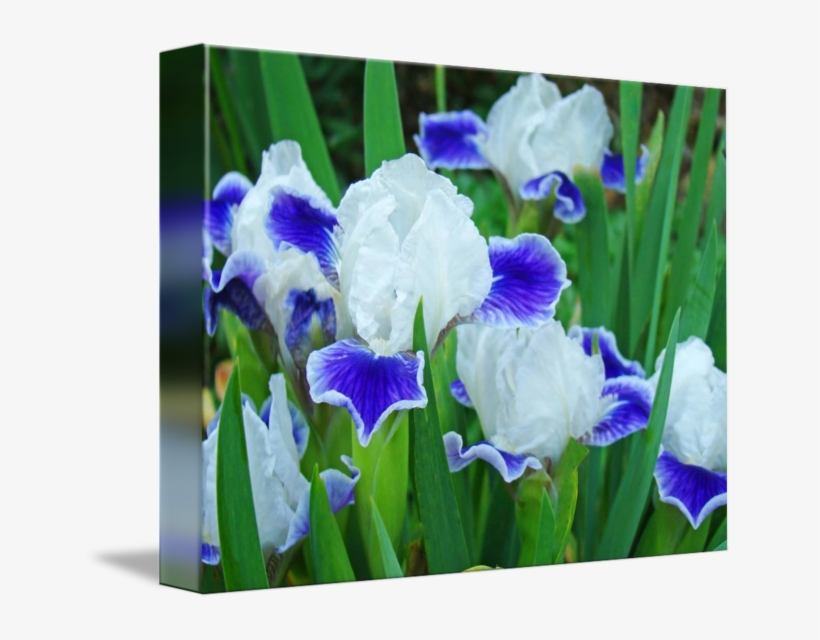 Floral Art Prints Blue Irises By Baslee - Orris Root, transparent png #9251895