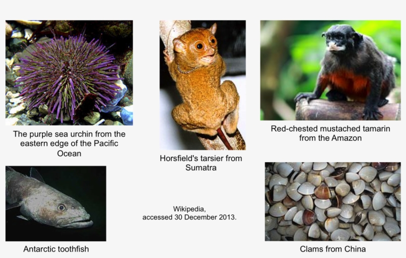 Addgenezoo - Sea Urchin, transparent png #9251931