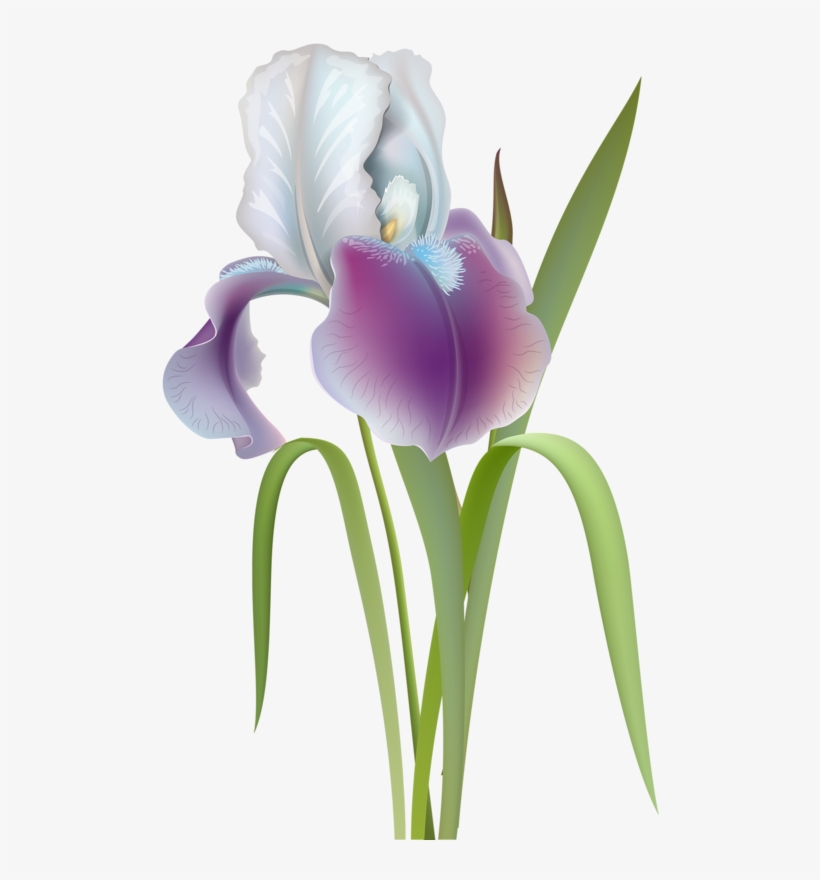 Фото, Автор Soloveika На Яндекс - Ирис Цветок Вектор, transparent png #9251934