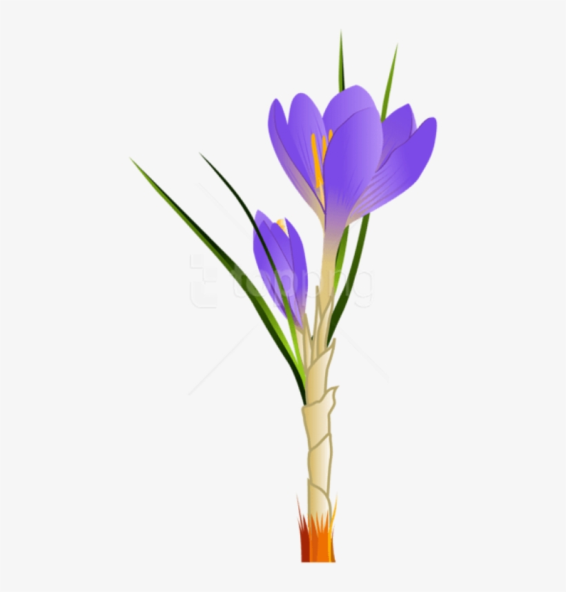 Free Png Spring Crocuspicture Png Images Transparent - Crocus Clipart, transparent png #9252011