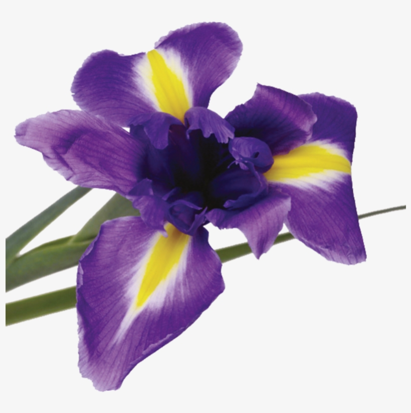 Origin - Iris Versicolor, transparent png #9252042