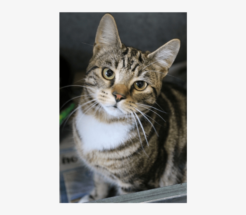Photo Of Turnip - Tabby Cat, transparent png #9253033