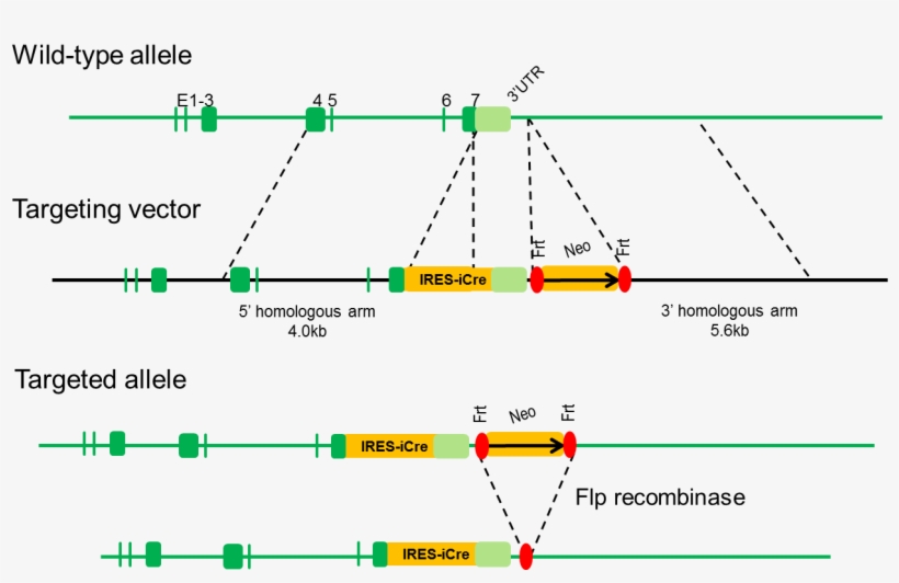 B Ncr1 Icre Mice - Diagram, transparent png #9254051