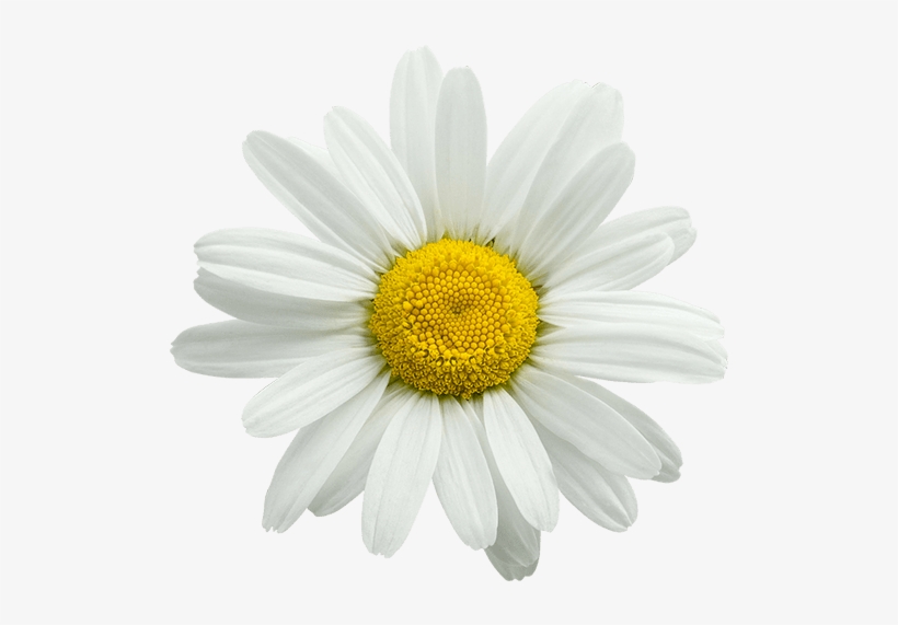 Chamomile Has Long Been Used As A Sleep Aid - Oxeye Daisy, transparent png #9254103