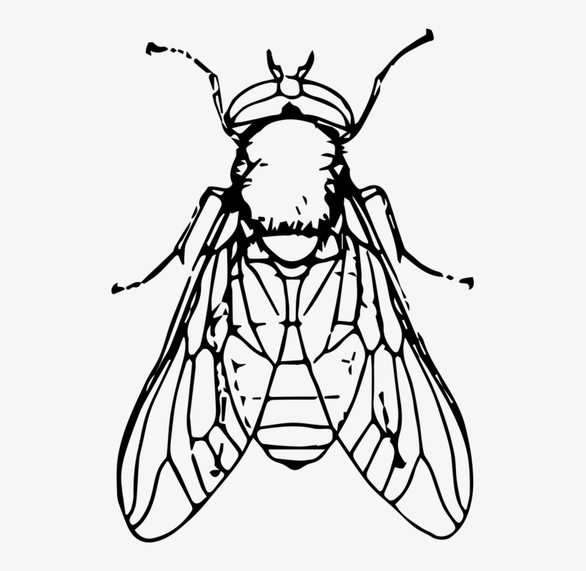 Fly Clipart Black And White - Clip Art Black And White Fly, transparent png #9254665