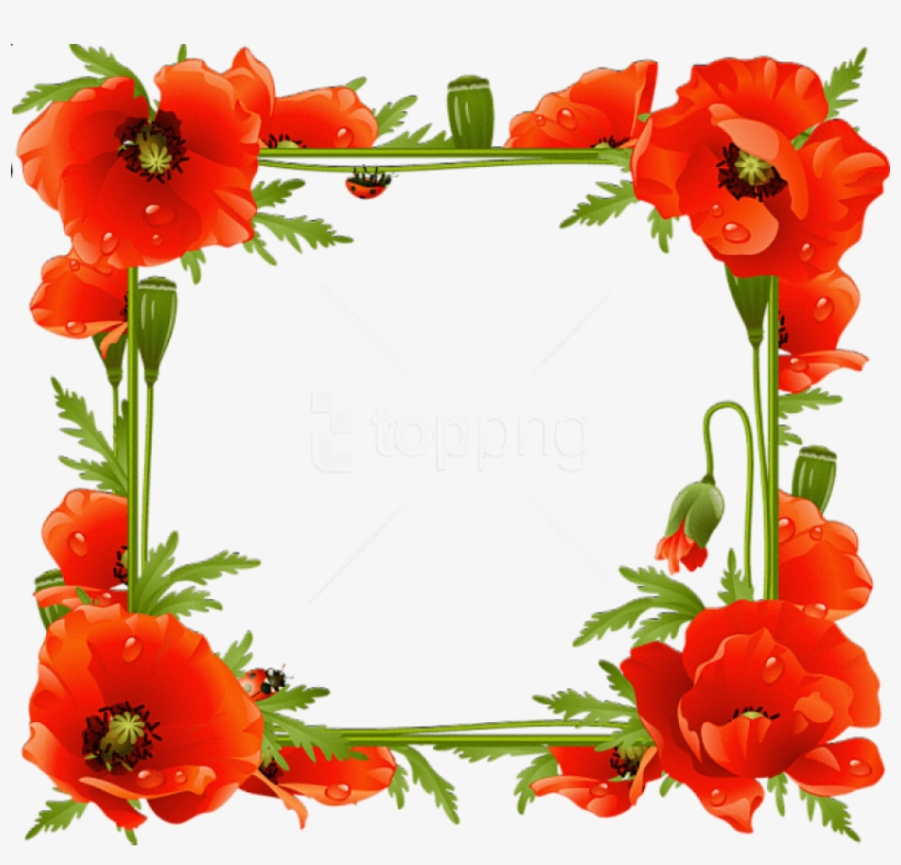 Free Png Best Stock Photos Poppies Transparent Frame - Flower Poppy Frame, transparent png #9257060
