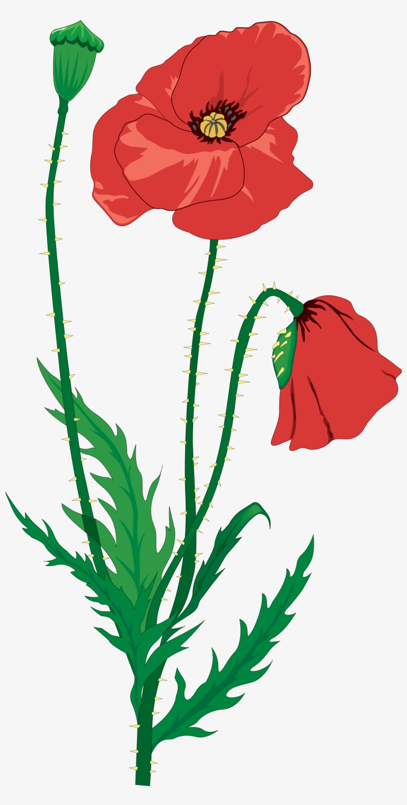 2334 X 4500 2 - Remembrance Day Poppy Drawing, transparent png #9257097