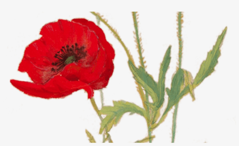 Poppies For Remembrance - Corn Poppy, transparent png #9257177