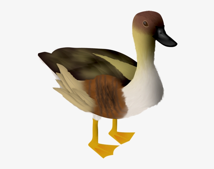 Oca - Animales Png, transparent png #9257849