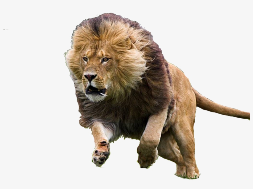 Hupoart - Weebly - Com - Lion Running Images Hd, transparent png #9258012