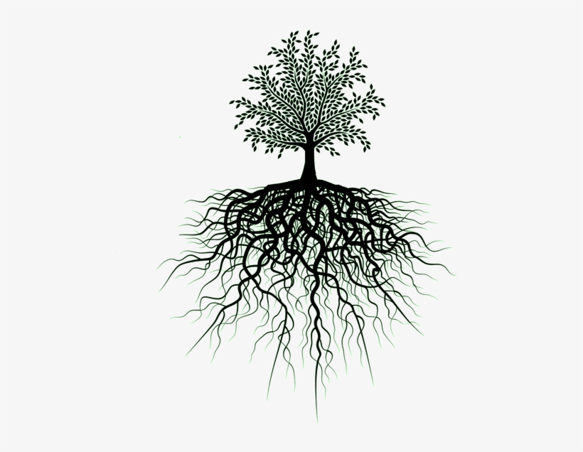 553 X 581 12 - Transparent Tree Of Life, transparent png #9259653