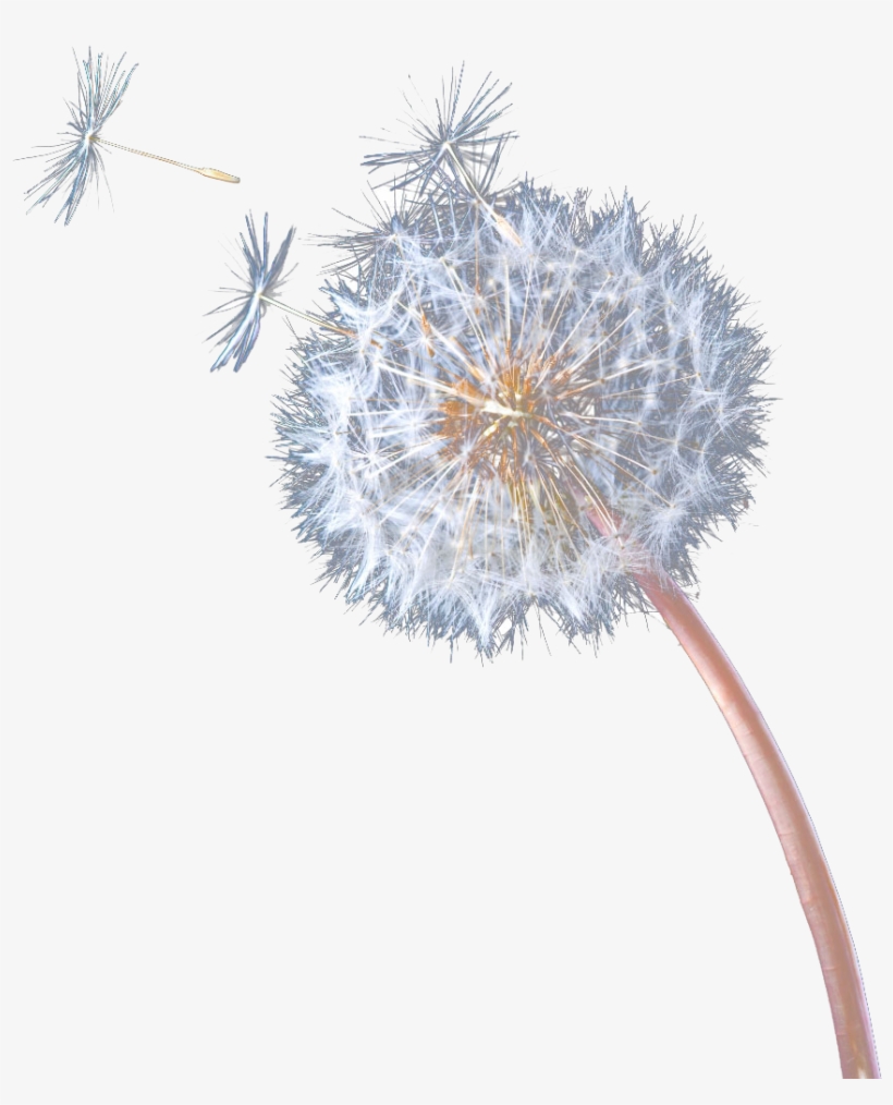 Common Dandelion Pissenlit Computer File Flying - Flying Dandelion Png, transparent png #9259657