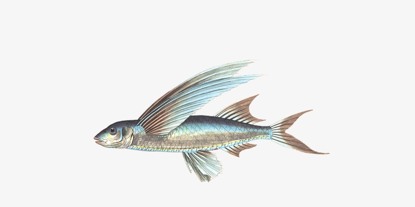 Download Free Fish Png Transparent Images Transparent - Png Fish In Water, transparent png #9260103