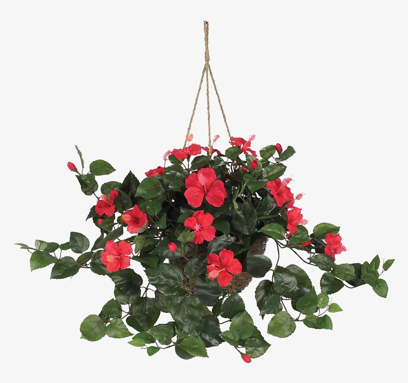 Hanging Plant, transparent png #9261562