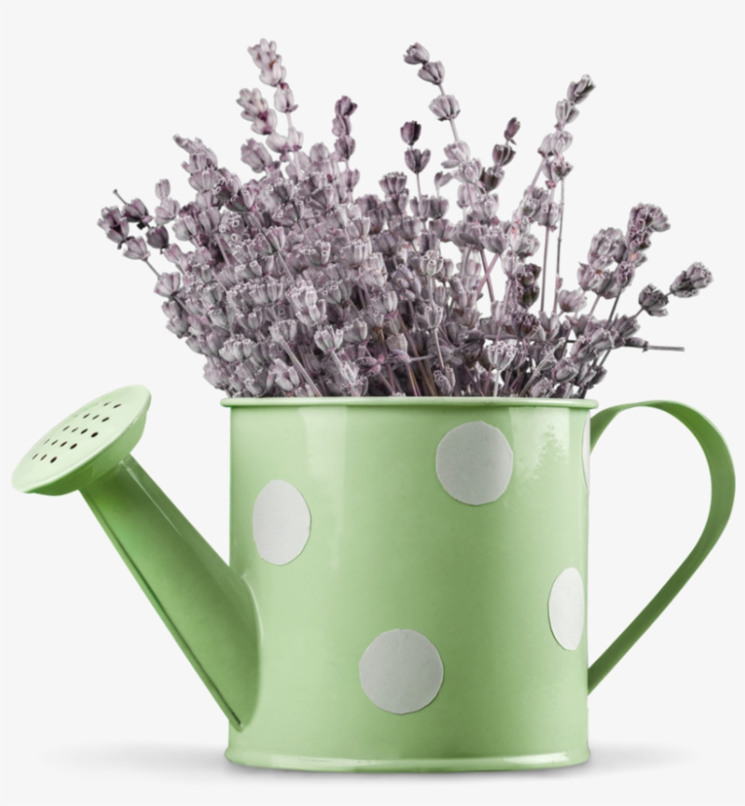 Lavender In Watering Can - English Lavender, transparent png #9262286