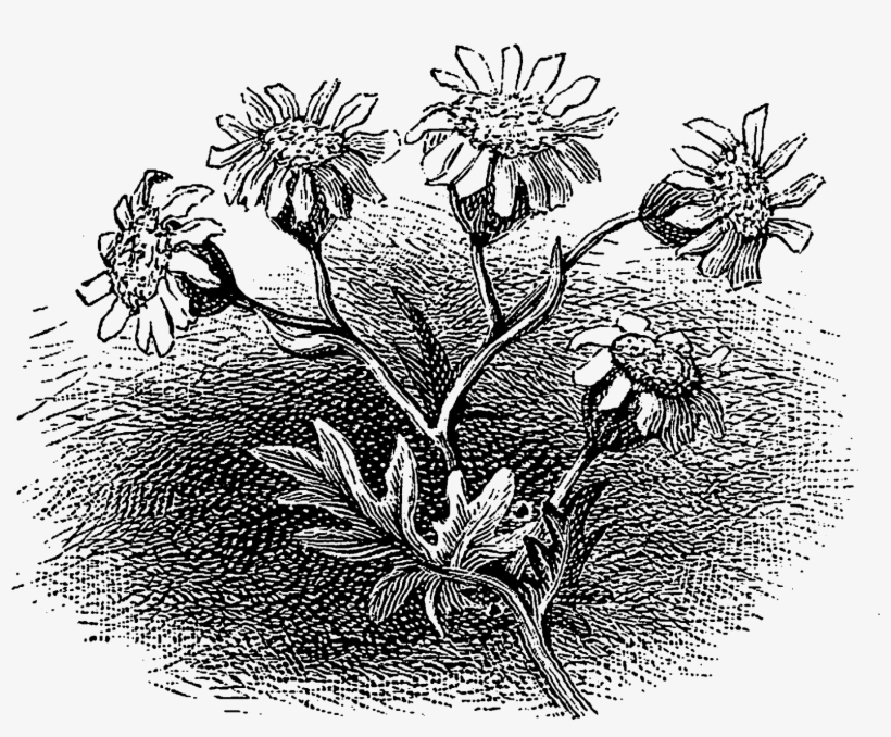 Each Of These Digital Floral Craft Images Are Perfect - Rosa Glauca, transparent png #9265770