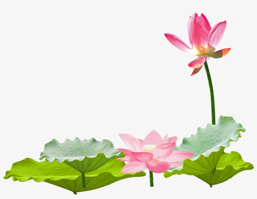 Flower Asian Ftestickers Ⓒ - 荷花 素材, transparent png #9267148