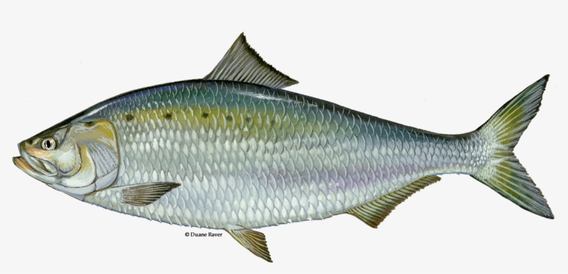 1256 X 547 1 - American Shad, transparent png #9271423
