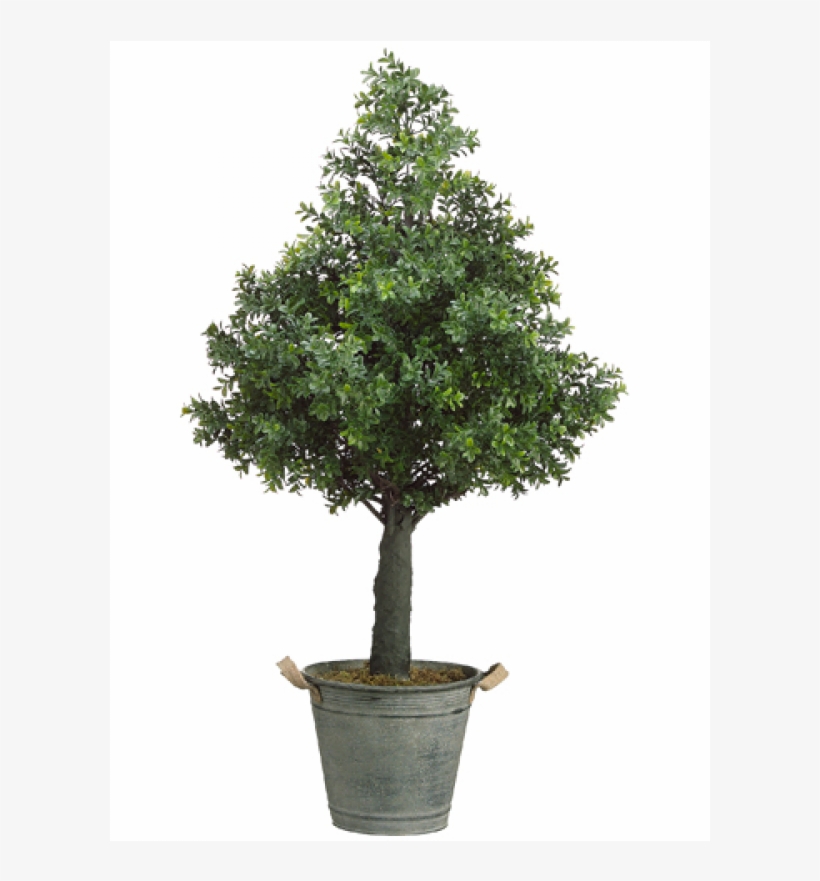 36" Boxwood Cone Topiary In Metal Container Green - Sageretia Theezans, transparent png #9272013