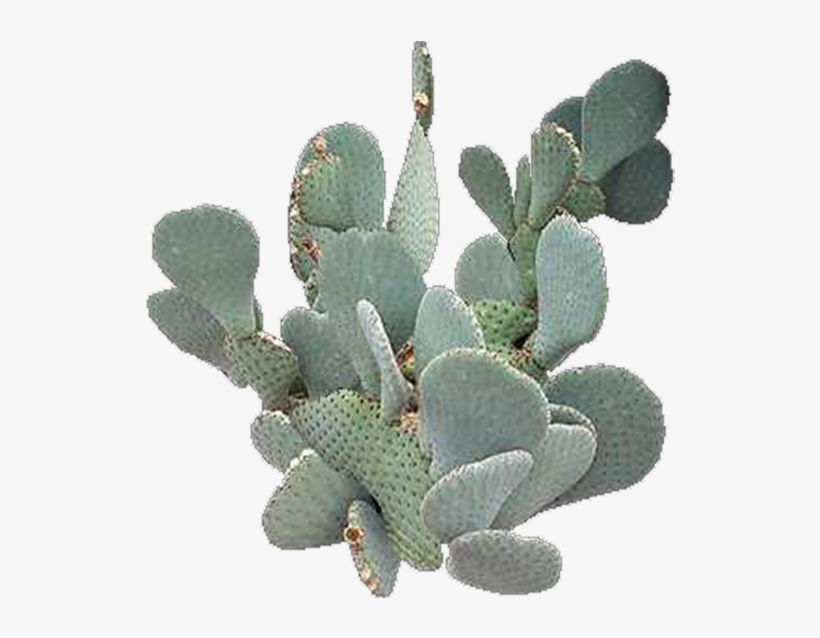Beavertail Cactus - Eastern Prickly Pear, transparent png #9272339