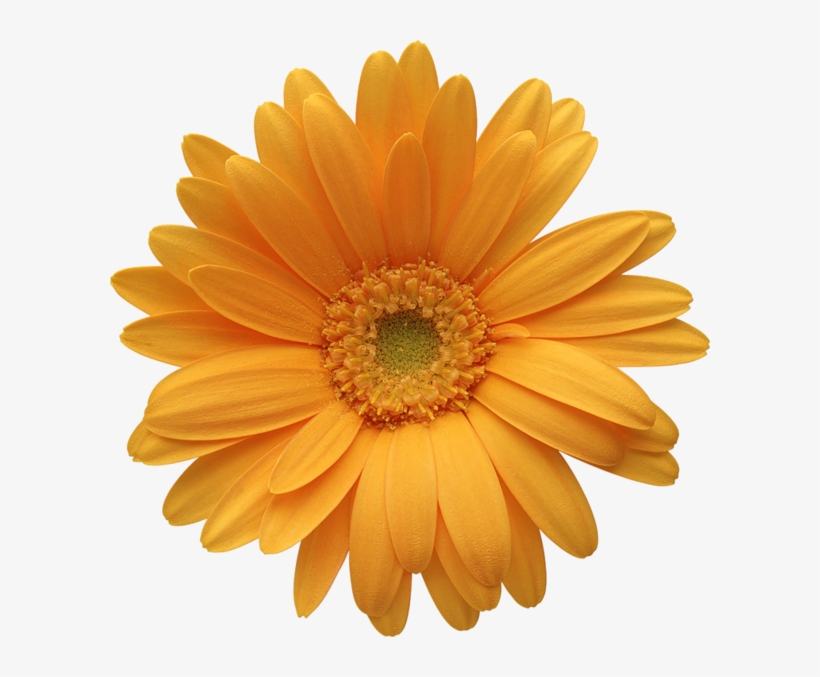 Barberton Daisy, transparent png #9272876