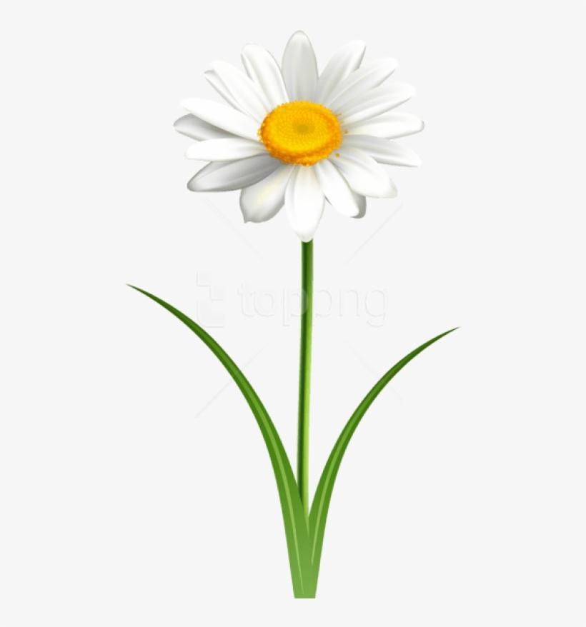 Free Png Download Daisy Flower Transparent Png Images - Daisy With Stem Png, transparent png #9272883