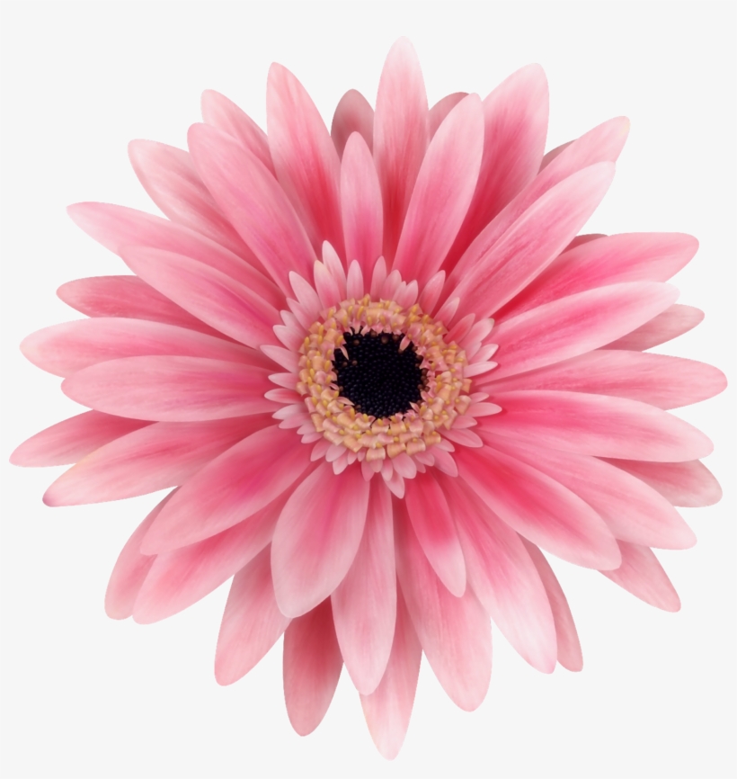 Flower Transvaal Daisy Stock Photography Common Daisy - Flower 3d Png, transparent png #9272932