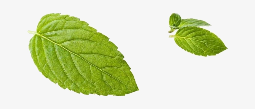 Leaf Peppermint Green Transprent Png Free Download - Swamp Birch, transparent png #9276450