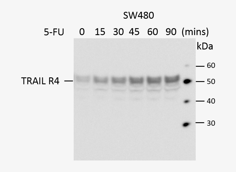 Western Blot Human Trail R4/tnfrsf10d Antibody Mab633 - Monochrome, transparent png #9277431