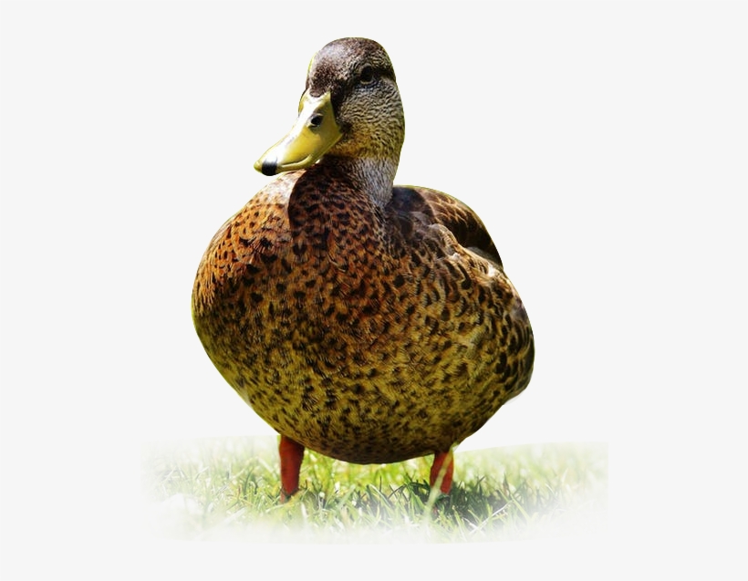 Come Hunt Along The Boreal Forest In Saskatchewan, - Mallard, transparent png #9278221