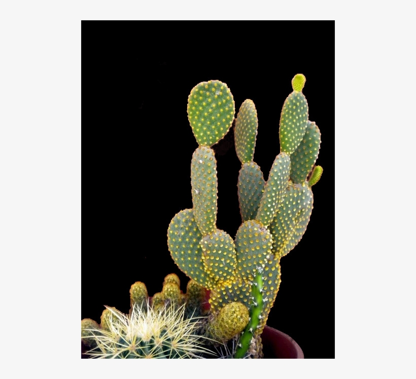Png Images - Potted Cacti, transparent png #9278573