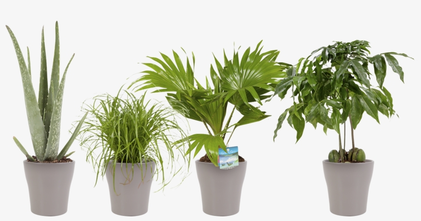 Indoor Plant Dwarf Umbrella - Cyperus Alternifolius, transparent png #9278577