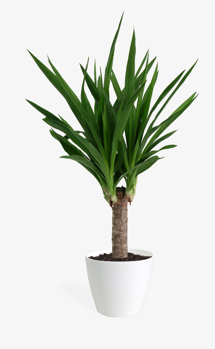 Yucca Cane Small - Yucca, transparent png #9278715