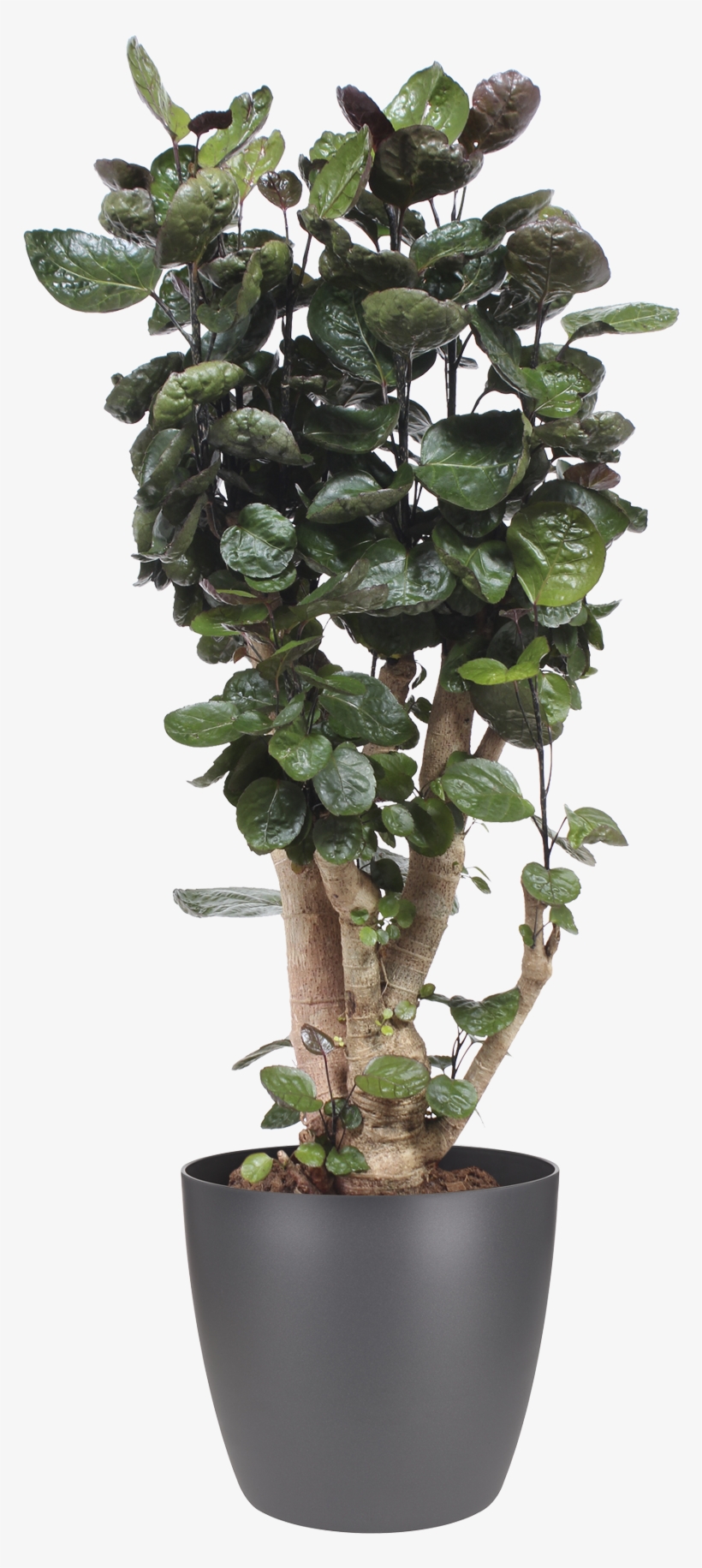 Previous - Next - Ficus Aralia, transparent png #9278719