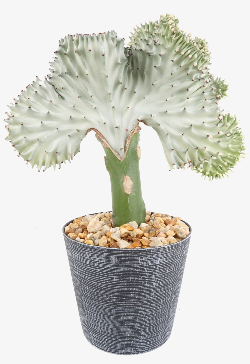 Delray Plants Coral Cactus Crested Euphorbia Easy To - Flowerpot, transparent png #9278758