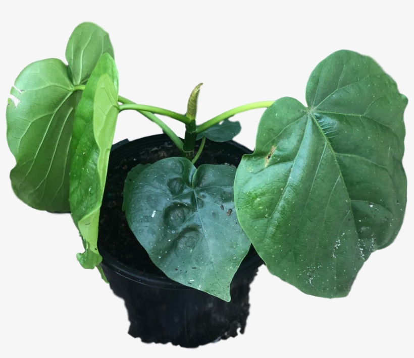 Details About Ficus Umbellata - Houseplant, transparent png #9278802