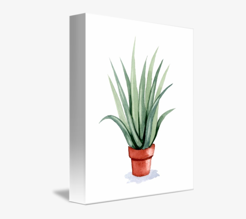 481 X 650 5 - Aloe Vera Watercolor, transparent png #9278900